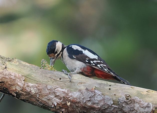 dzięcioł duży  - Mariusz Dąbek