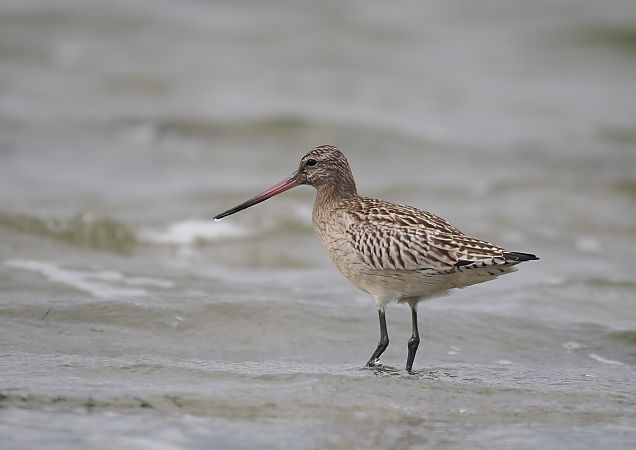 szlamnik  - Mariusz Dąbek