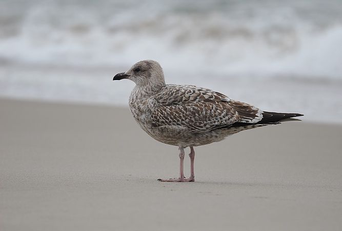 mewa srebrzysta  - Mariusz Dąbek