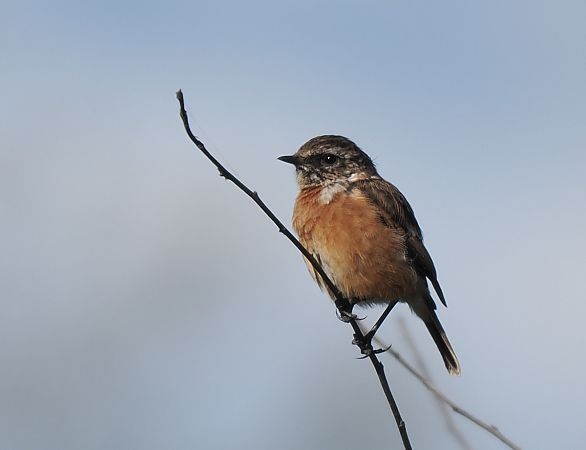 kląskawka  - Mariusz Dąbek