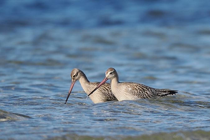 szlamnik  - Mariusz Dąbek