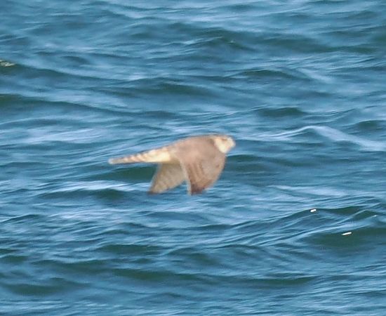 drzemlik  - Mariusz Dąbek