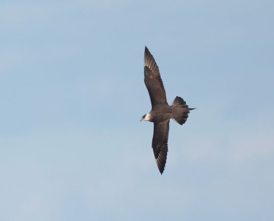 wydrzyk ostrosterny  - Mariusz Dąbek