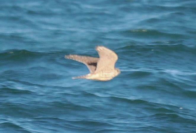 Merlin  - Mariusz Dąbek