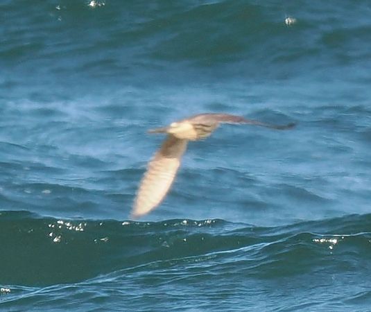 Faucon émerillon  - Mariusz Dąbek