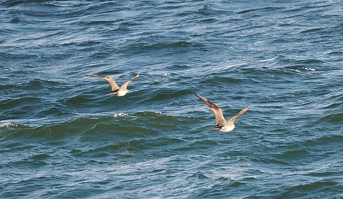 wydrzyk ostrosterny  - Mariusz Dąbek