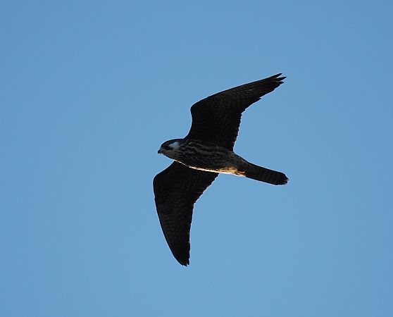 Eleonora's Falcon  - Mariusz Dąbek