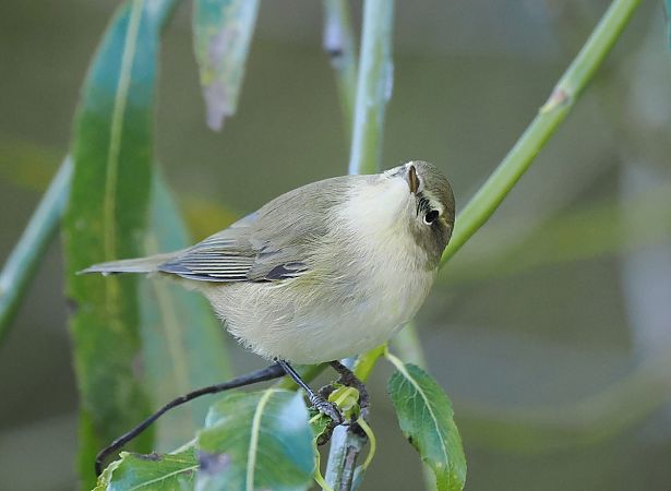 pierwiosnek  - Mariusz Dąbek