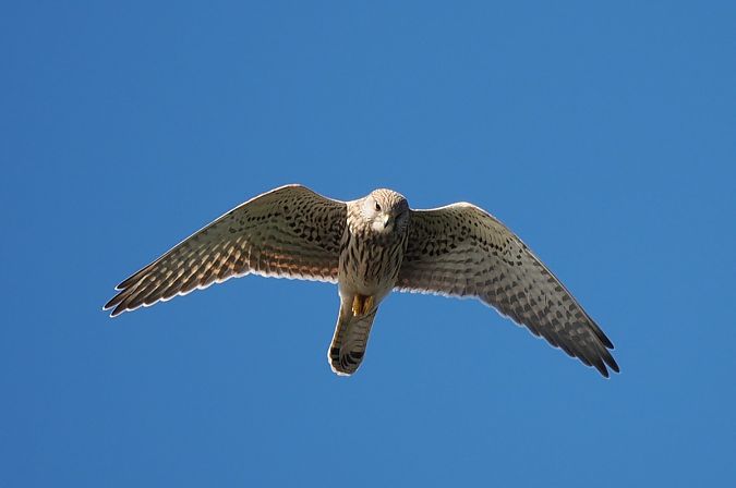 pustułka  - Mariusz Dąbek