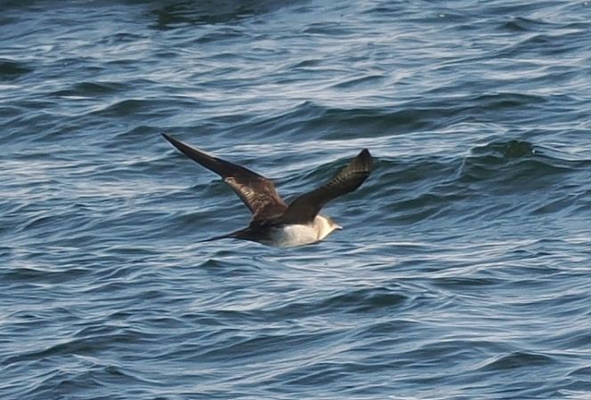 wydrzyk ostrosterny  - Mariusz Dąbek