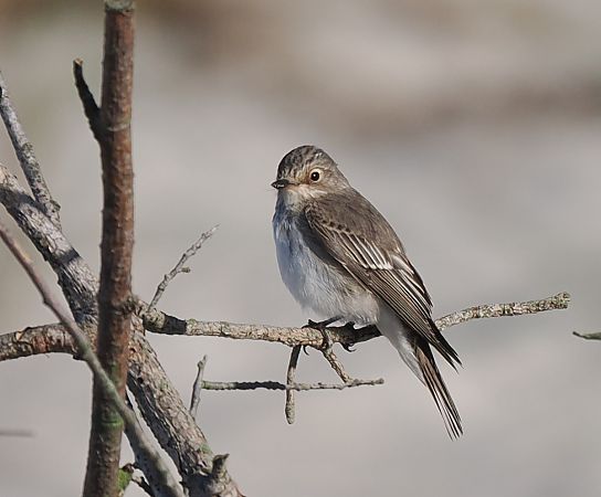 muchołówka szara  - Mariusz Dąbek