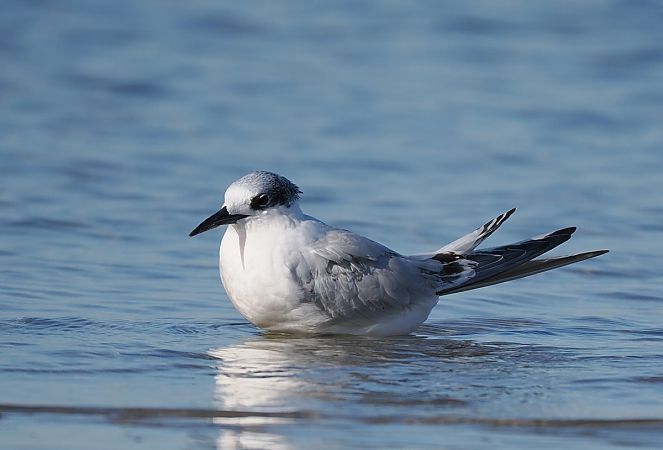 rybitwa czubata  - Mariusz Dąbek