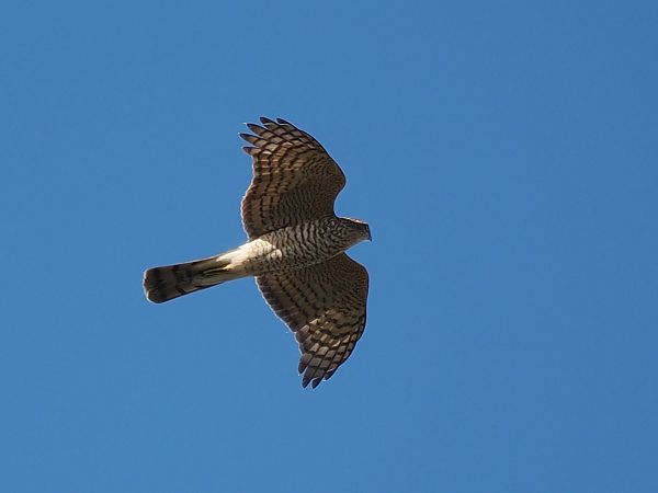 krogulec  - Mariusz Dąbek