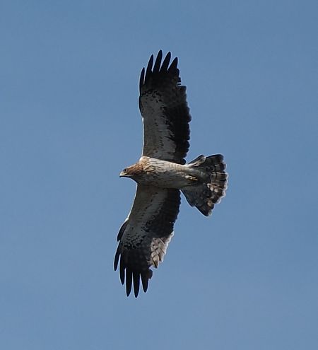 orzełek  - Mariusz Dąbek