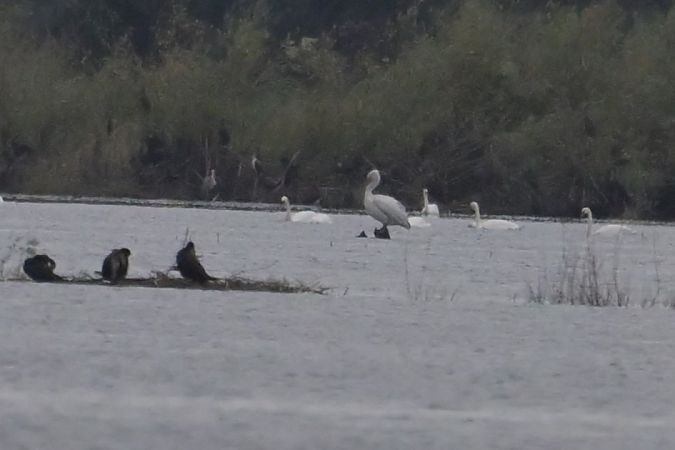 Dalmatian Pelican  - Piotr Kunowski