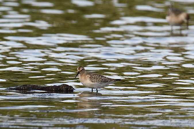 Curlew Sandpiper 