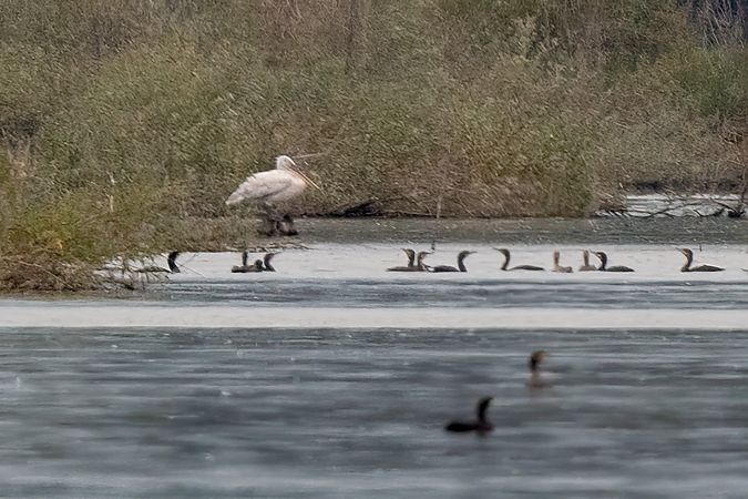 Dalmatian Pelican  - Ewa Janas