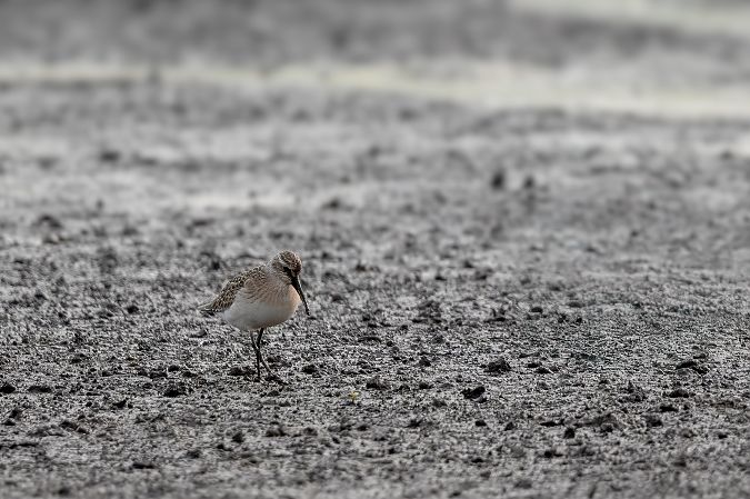 Curlew Sandpiper  - Ewa Janas