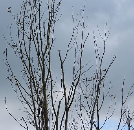 Red-footed Falcon  - Geoff Boulton