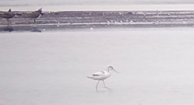 Pied Avocet  - Rafał Kuczmaszewski