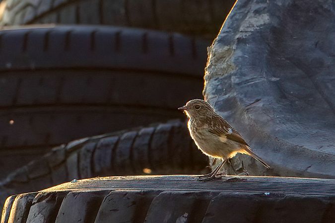 European Stonechat 
