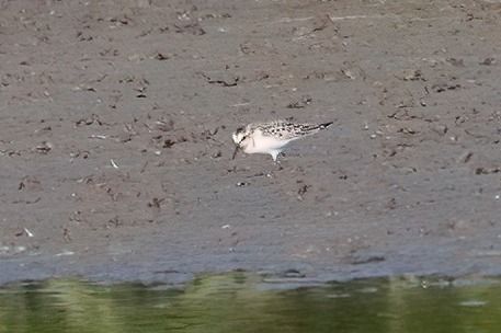 Bécasseau sanderling 
