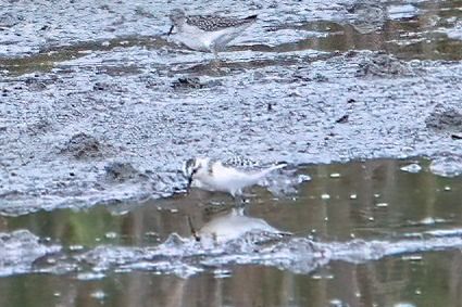 Bécasseau sanderling 