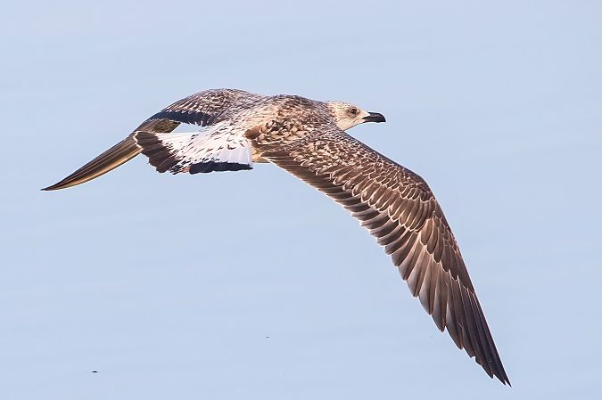 Mittelmeermöwe 