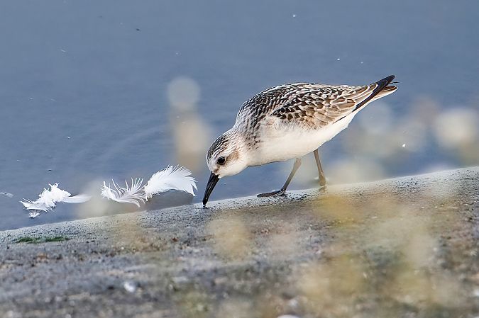 Sanderling 