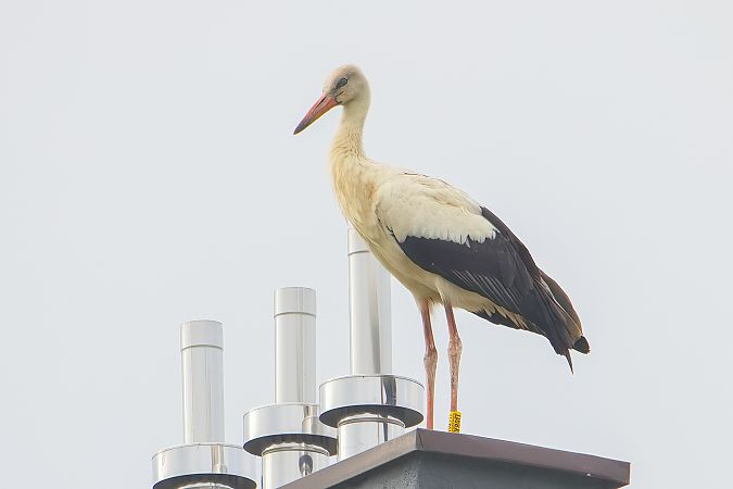 White Stork 