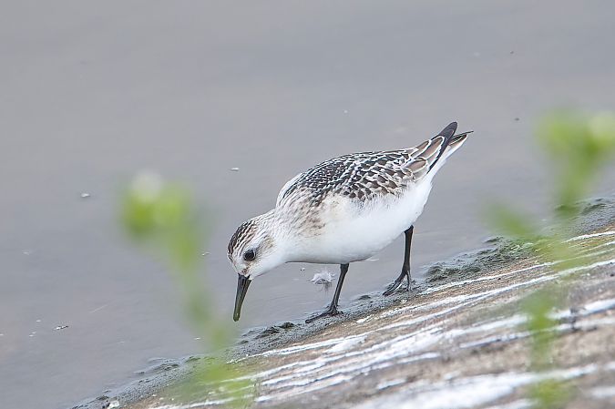 Sanderling 
