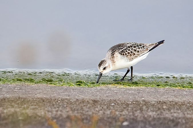 Sanderling 
