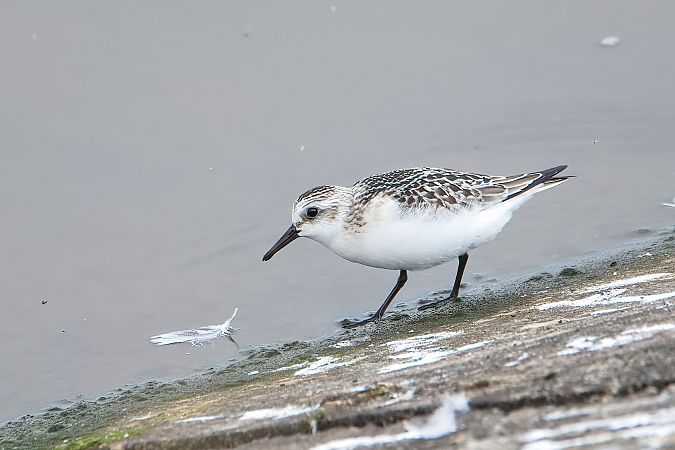 Sanderling 
