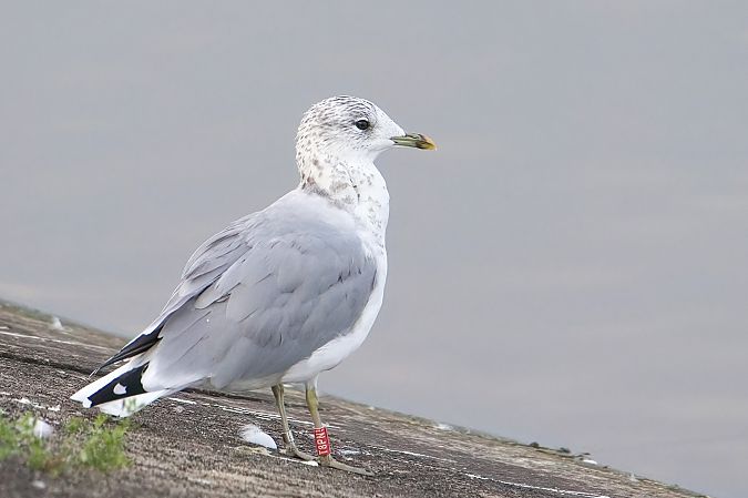 Goéland cendré 