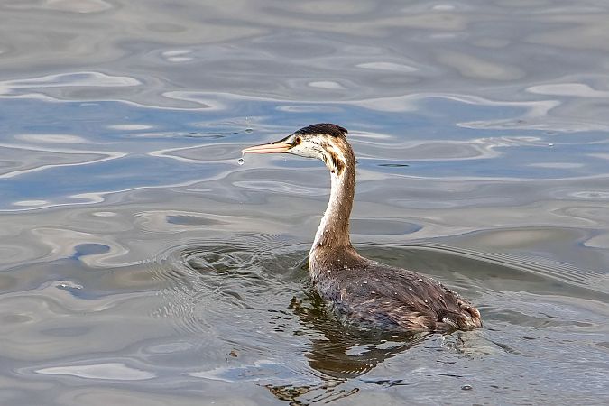 Great Crested Grebe 