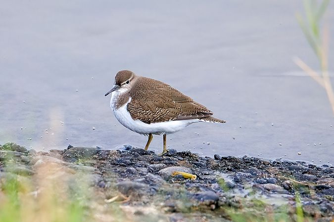 Common Sandpiper 