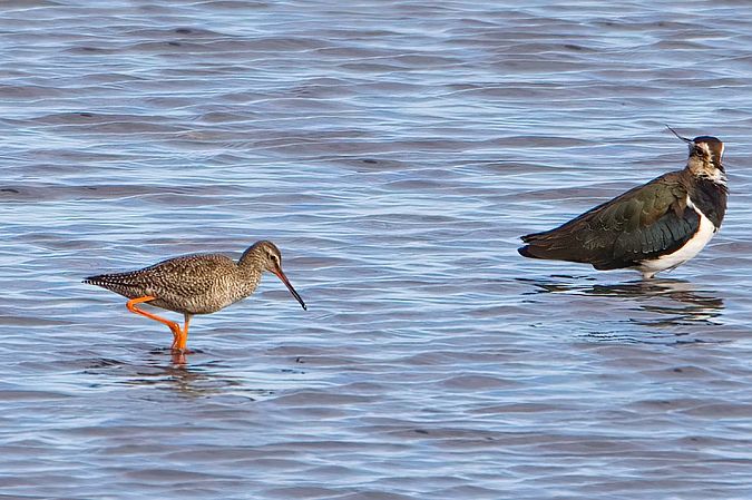Spotted Redshank 