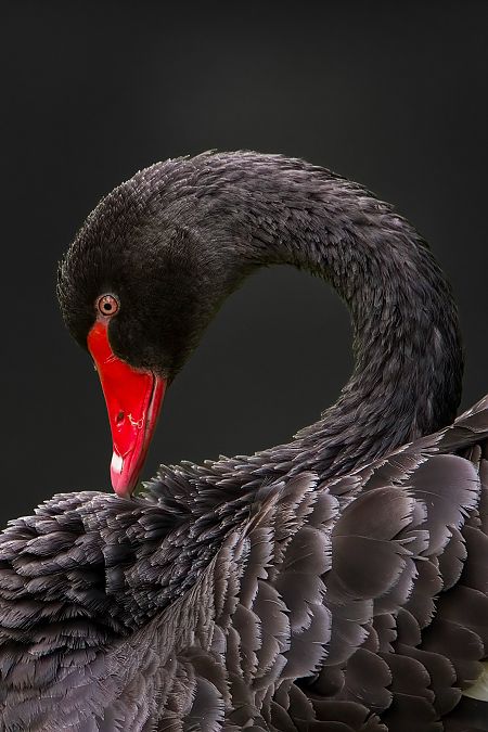 Black Swan 