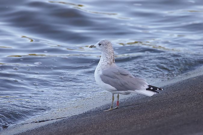 mewa siwa 