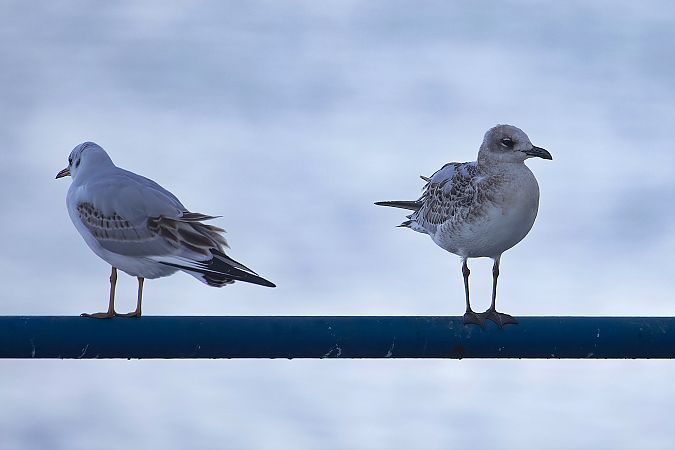 Mouette mélanocéphale 