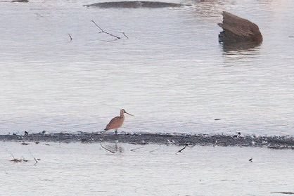 Bar-tailed Godwit 