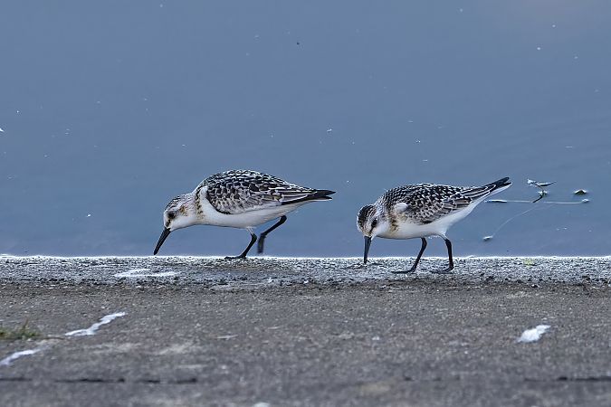 Sanderling 