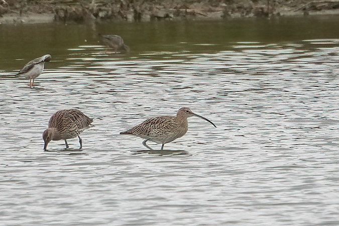 Eurasian Curlew 