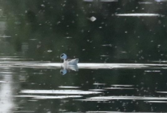 Red-necked Phalarope  - Marian Giertych