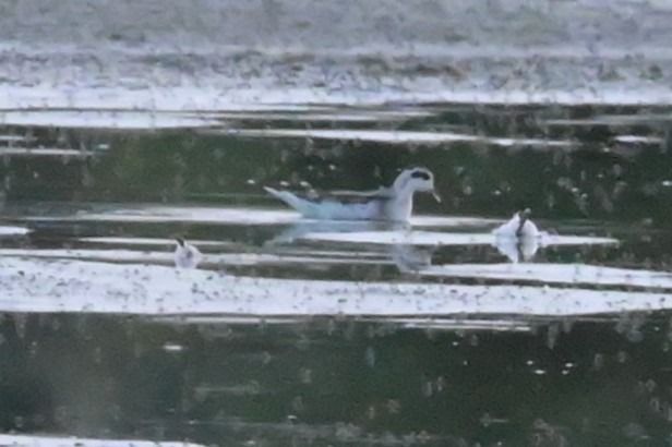 Phalarope à bec étroit  - Marian Giertych