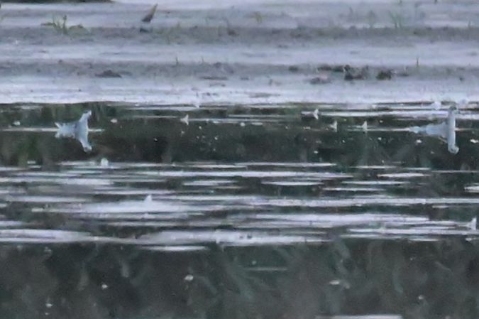 Phalarope à bec étroit  - Marian Giertych