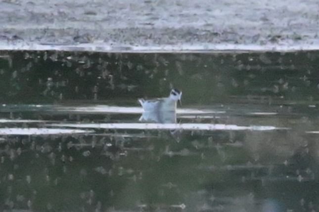 Phalarope à bec étroit  - Marian Giertych