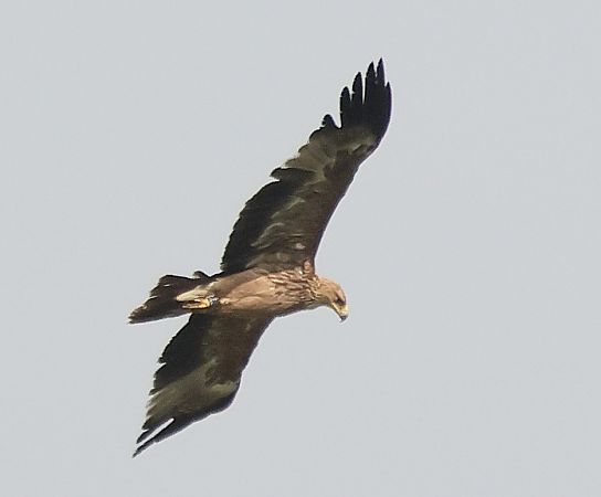 Kaiseradler  - Piotr Łagosz