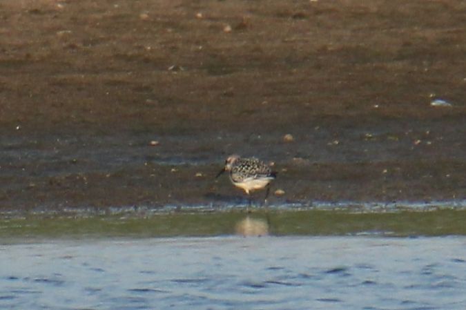 Sanderling  - Krzysztof Nowak