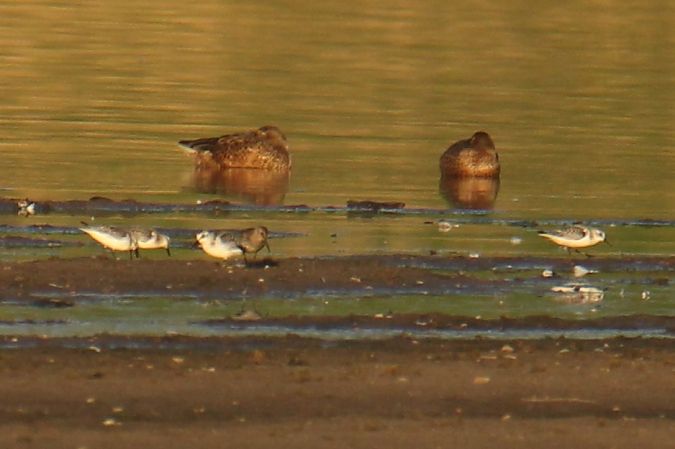 Sanderling  - Krzysztof Nowak